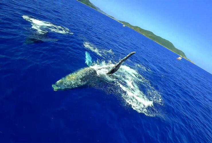 ザトウクジラ 写真提供:渡嘉敷村観光協会