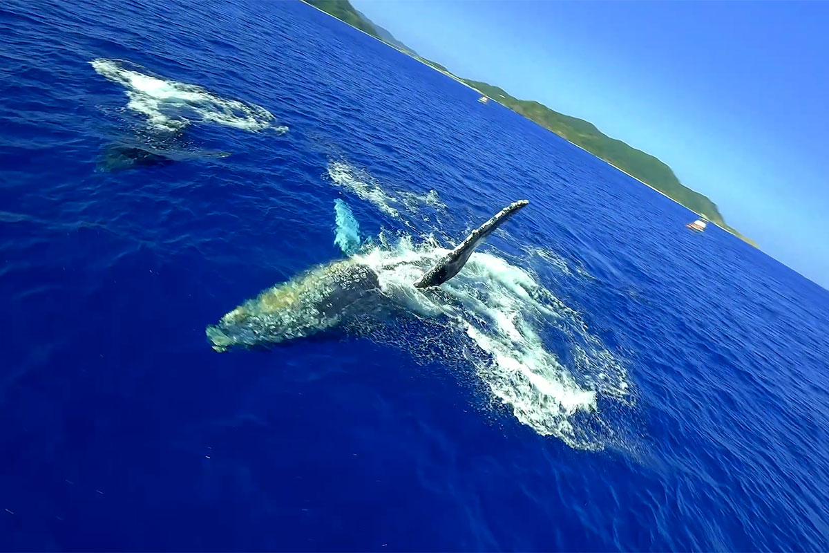 ザトウクジラ　写真提供：渡嘉敷村観光協会