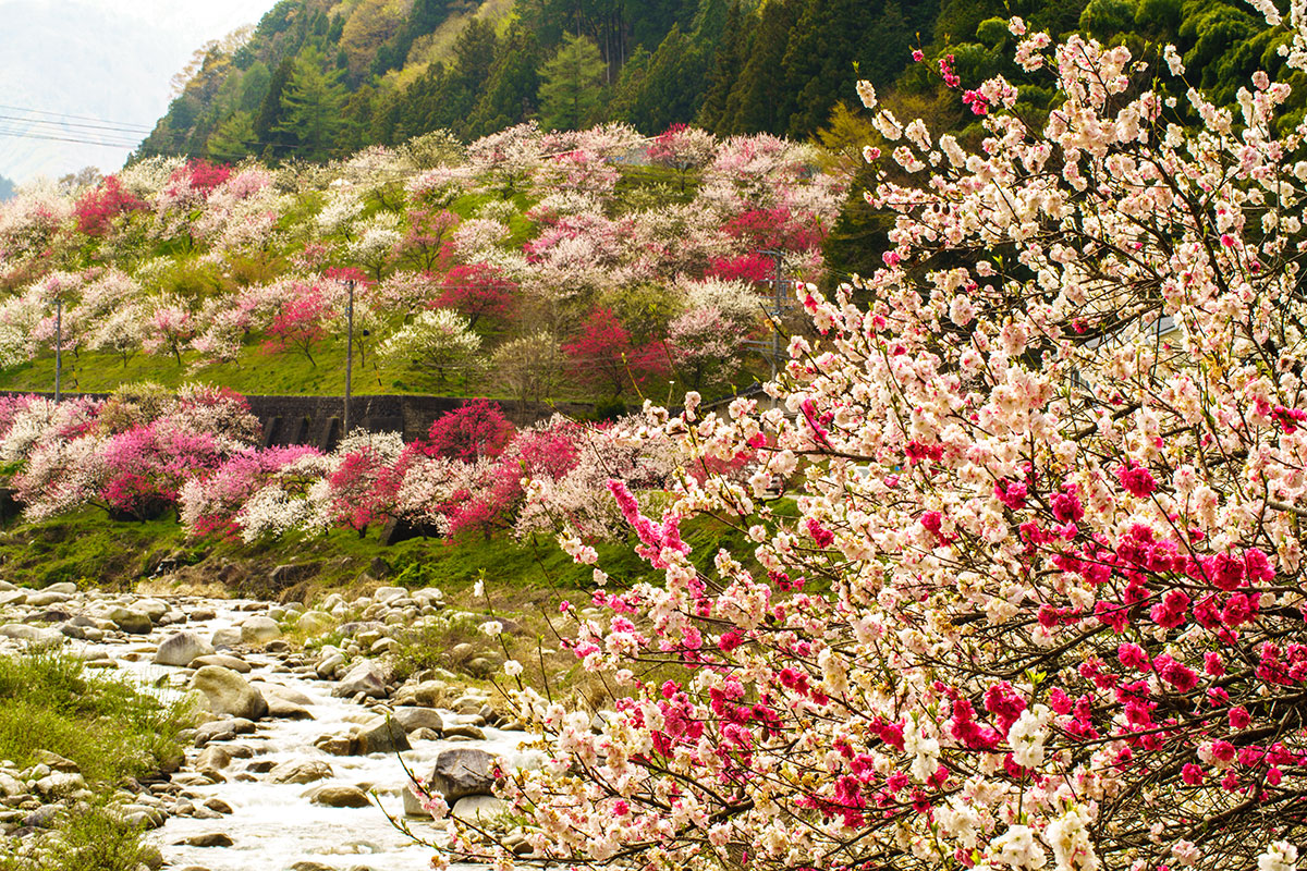 阿智村周辺の花桃③©阿智昼神観光局