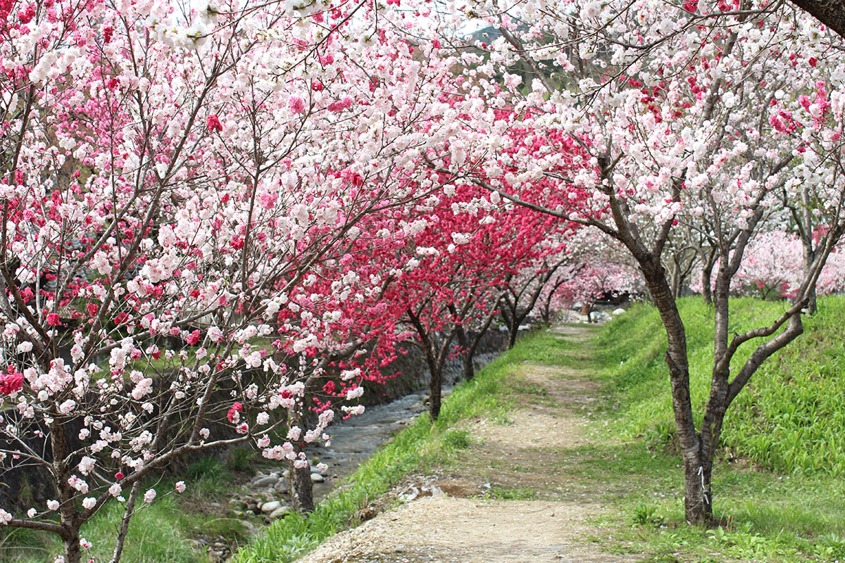 阿智村周辺の花桃④©阿智昼神観光局