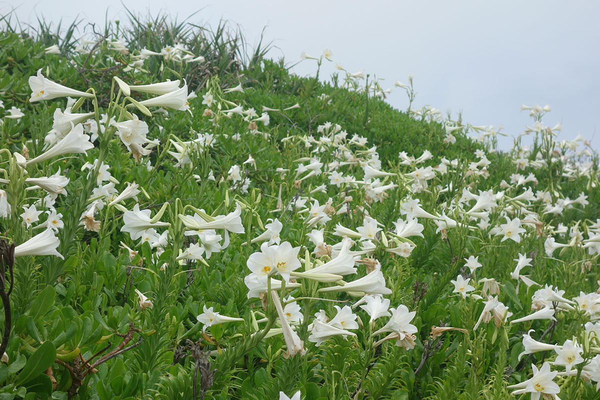 南大東島　5月はテッポウユリのシーズン