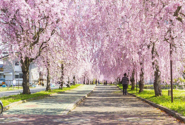 日中線しだれ桜（福島県観光復興推進委員会　提供）