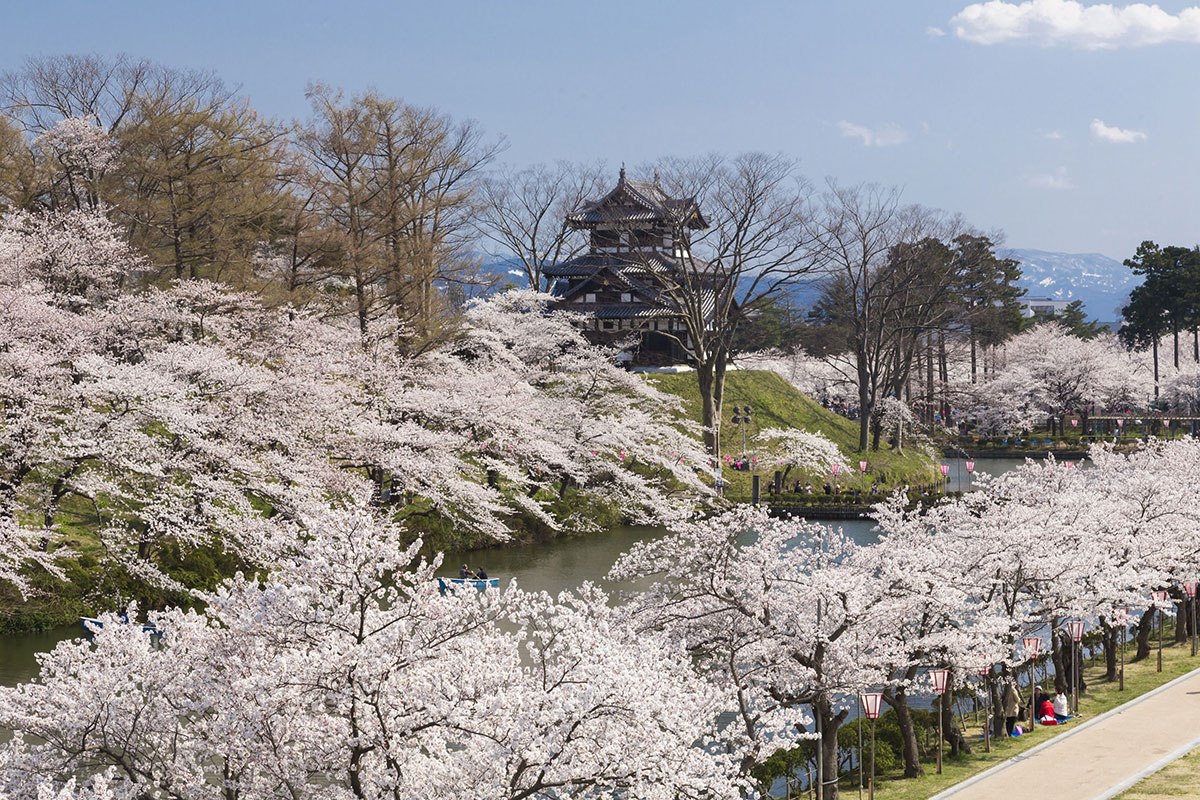 高田城三重櫓と桜