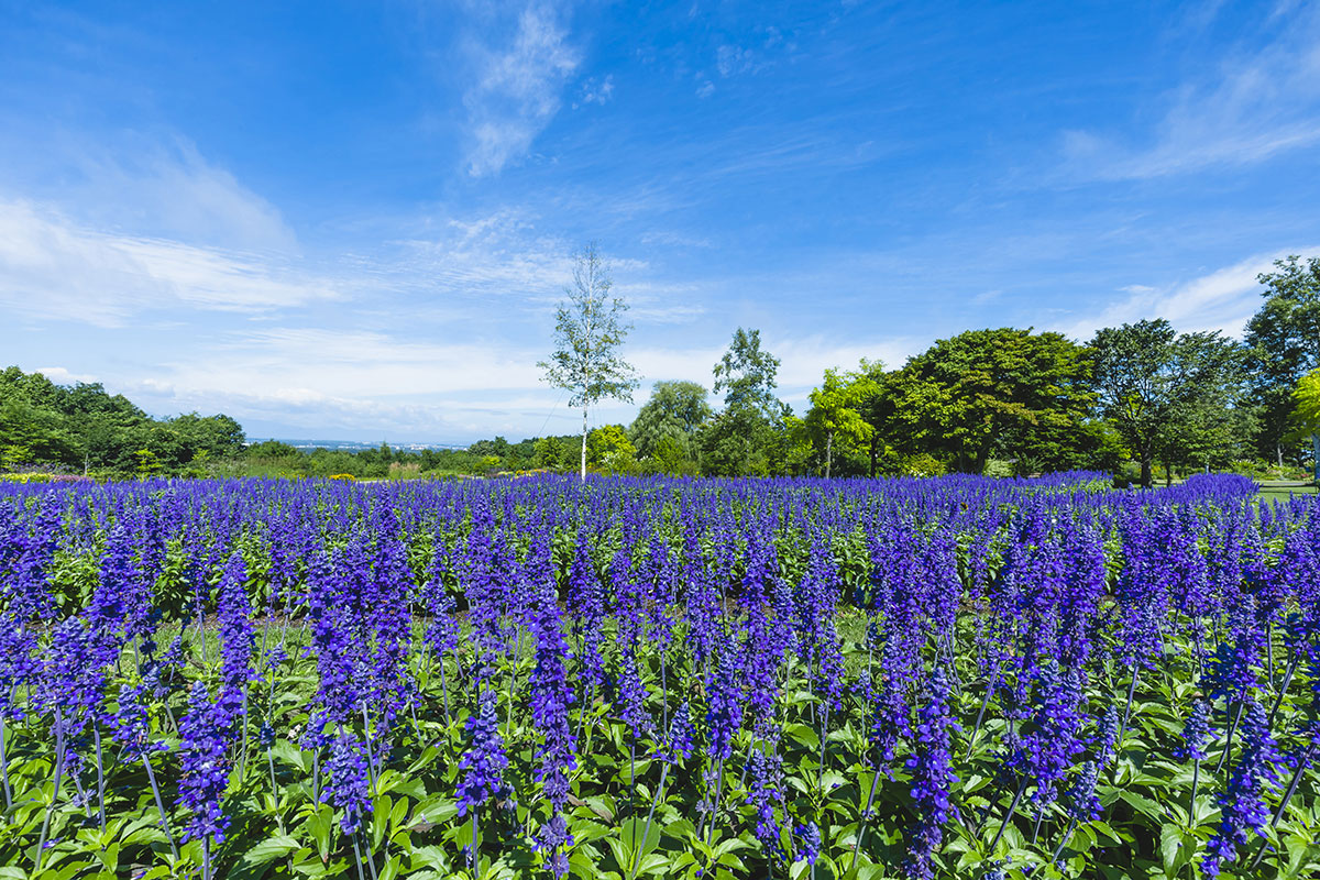 十勝ヒルズ8月