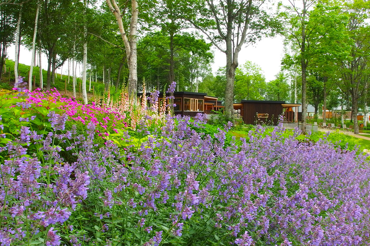 大雪 森のガーデン7月