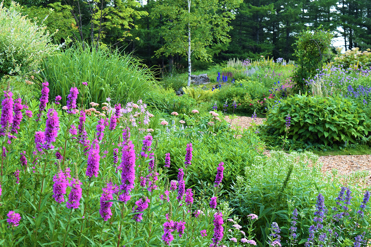 風のガーデン7月
