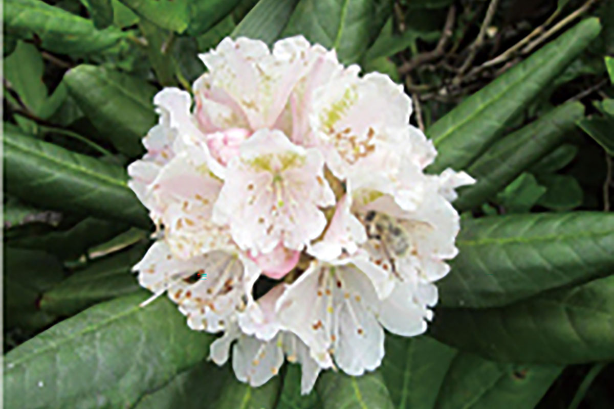 ハクサンシャクナゲ