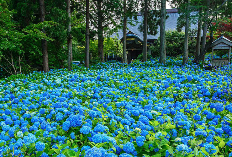 雲昌寺のあじさい1