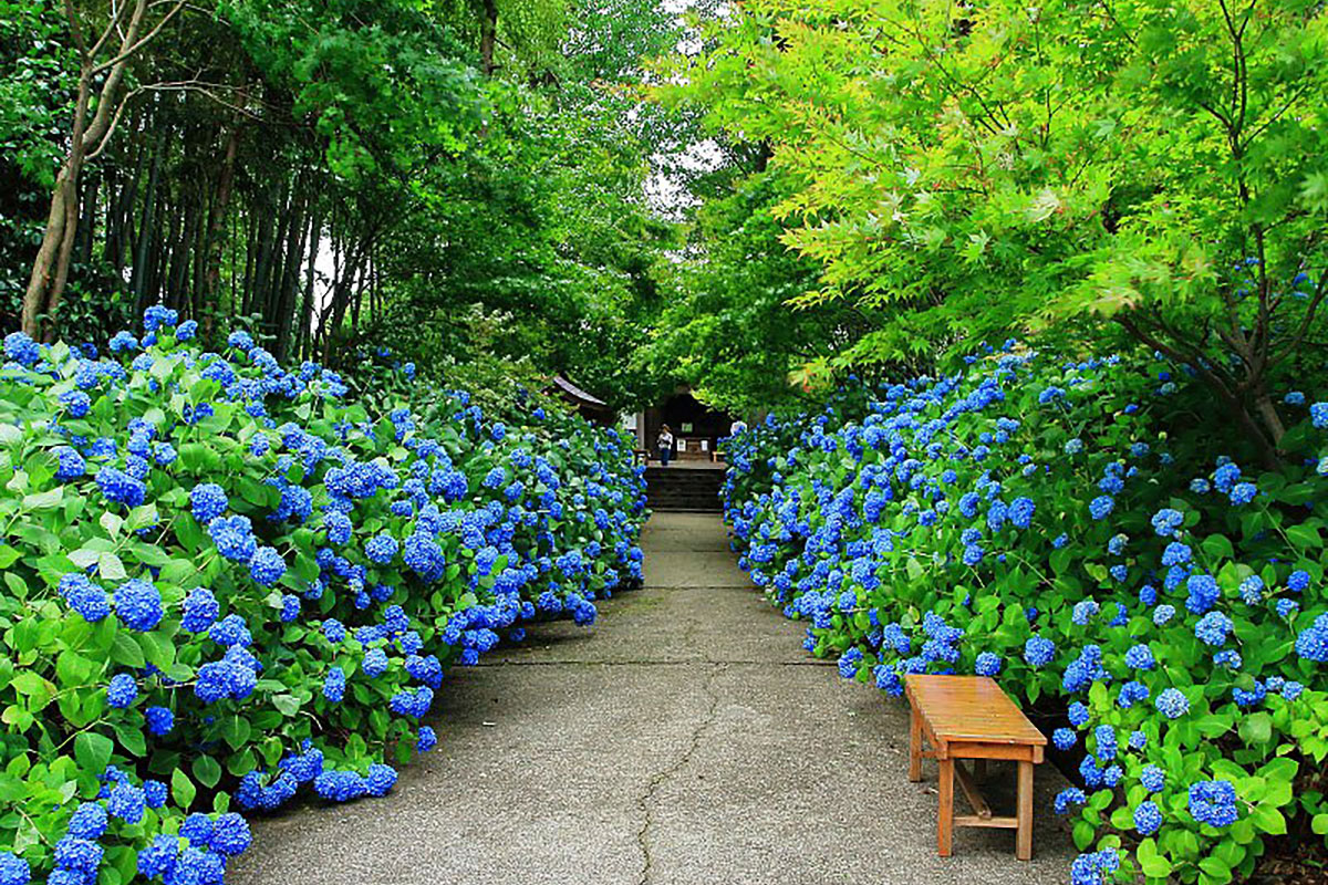 雲昌寺のあじさい2