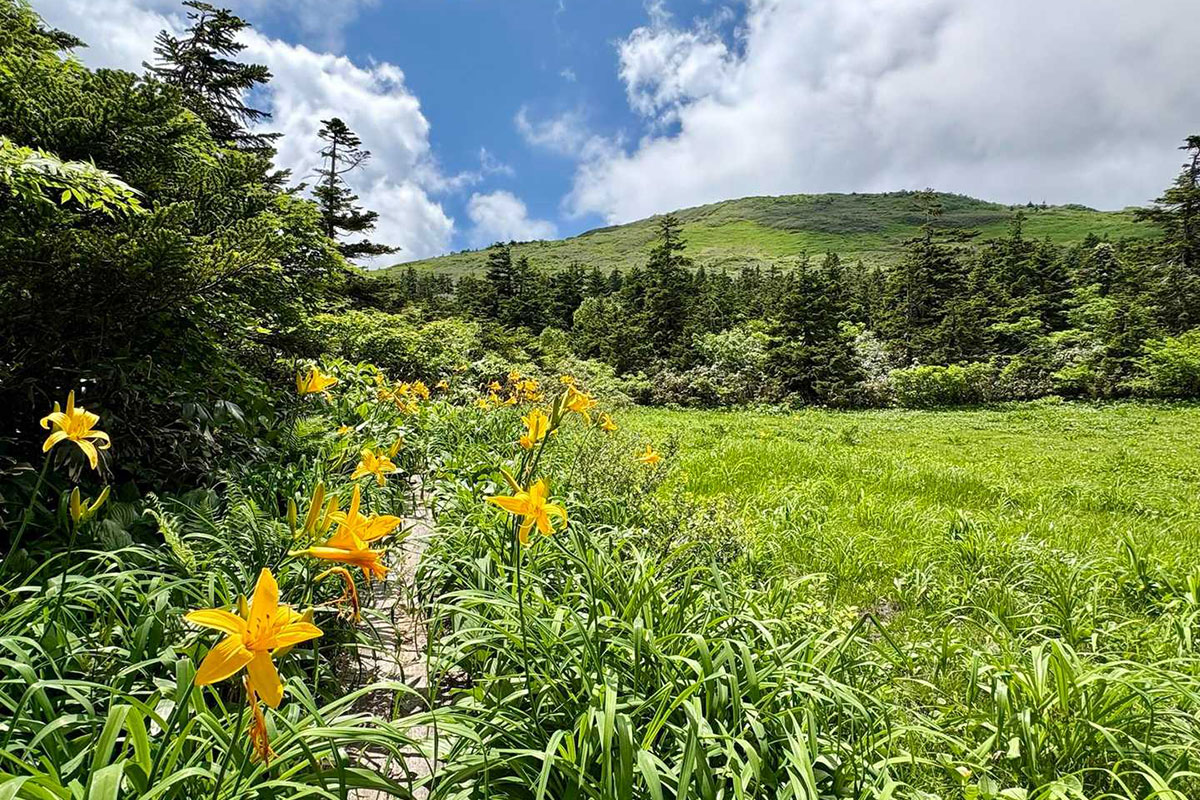 花の百名山・　森吉山