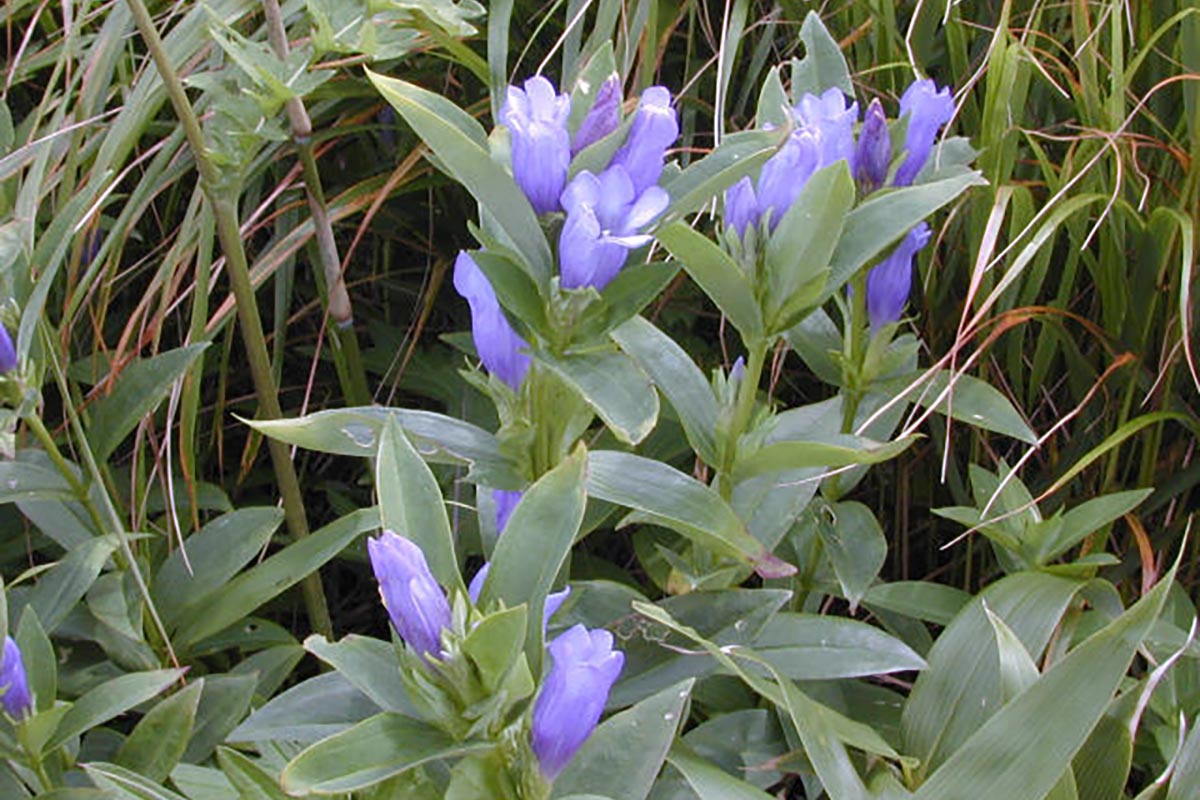 エゾオヤマリンドウ