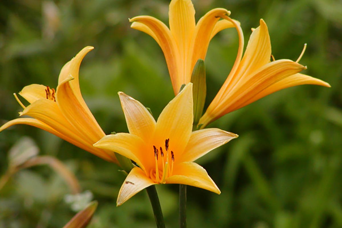 ニッコウキスゲ