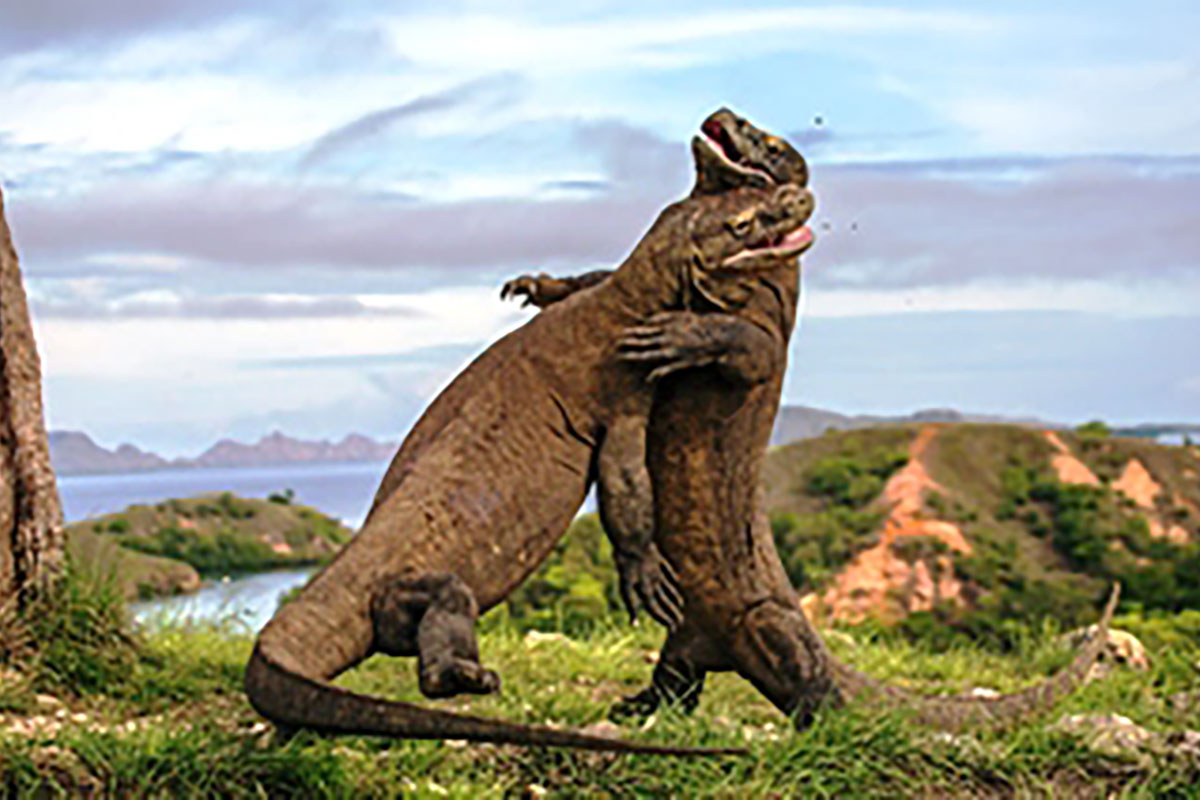 コモドドラゴン