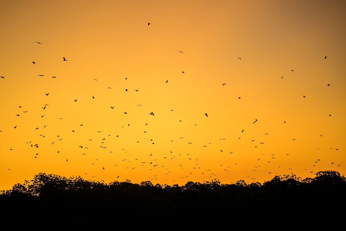 夕暮れのオオコウモリの大群