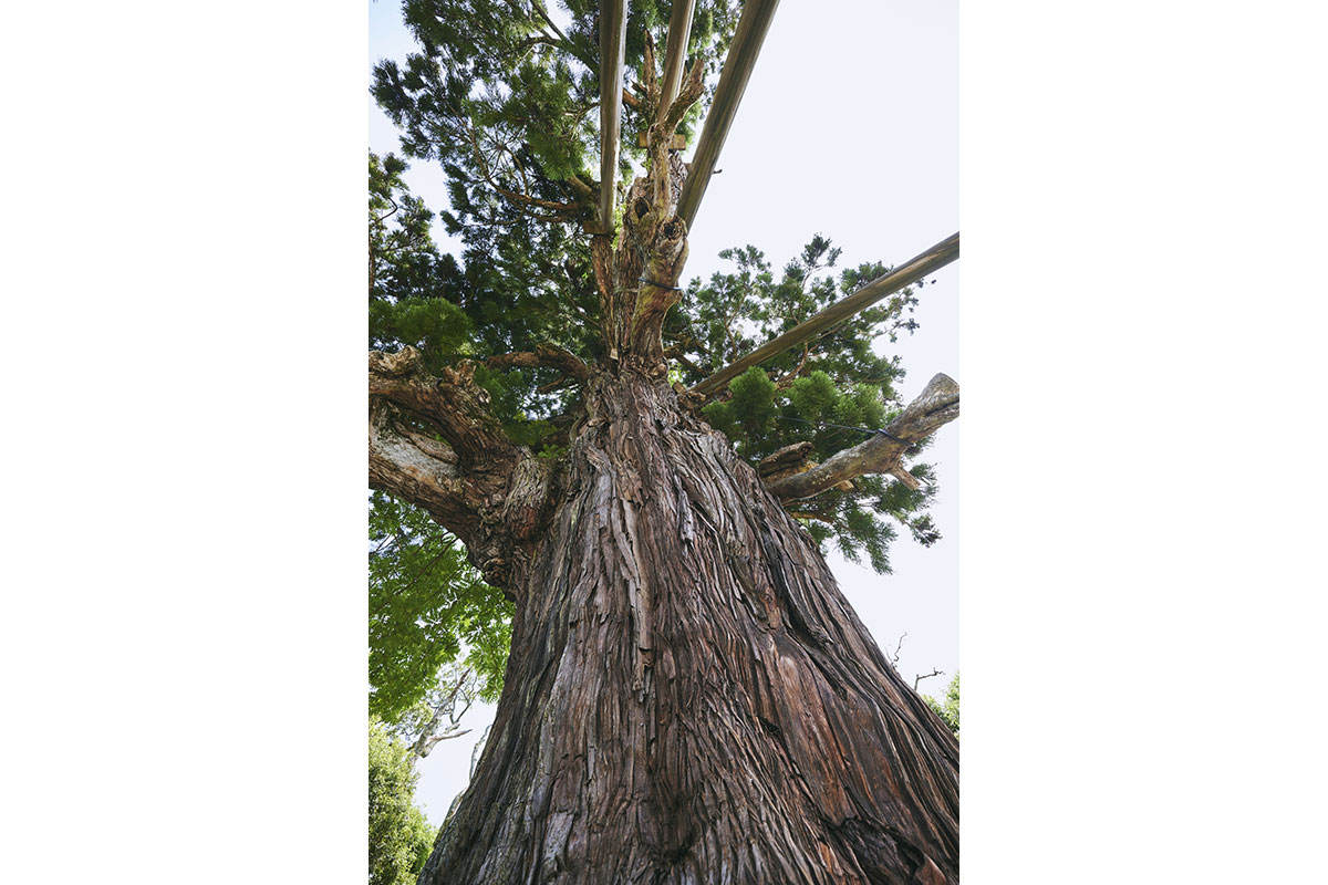 八百杉©（一社）隠岐ジオパーク推進機構