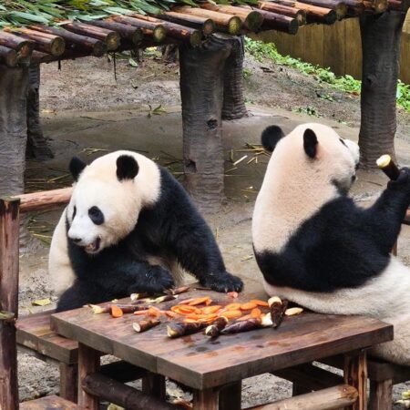 ③重慶動物園パンダ３