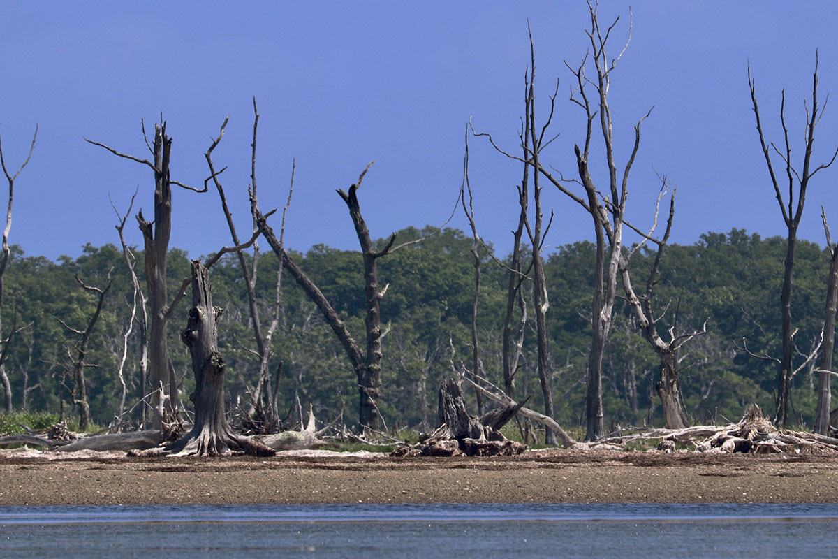 トドワラ　朽ち果てる枯木　写真提供：別海町観光船