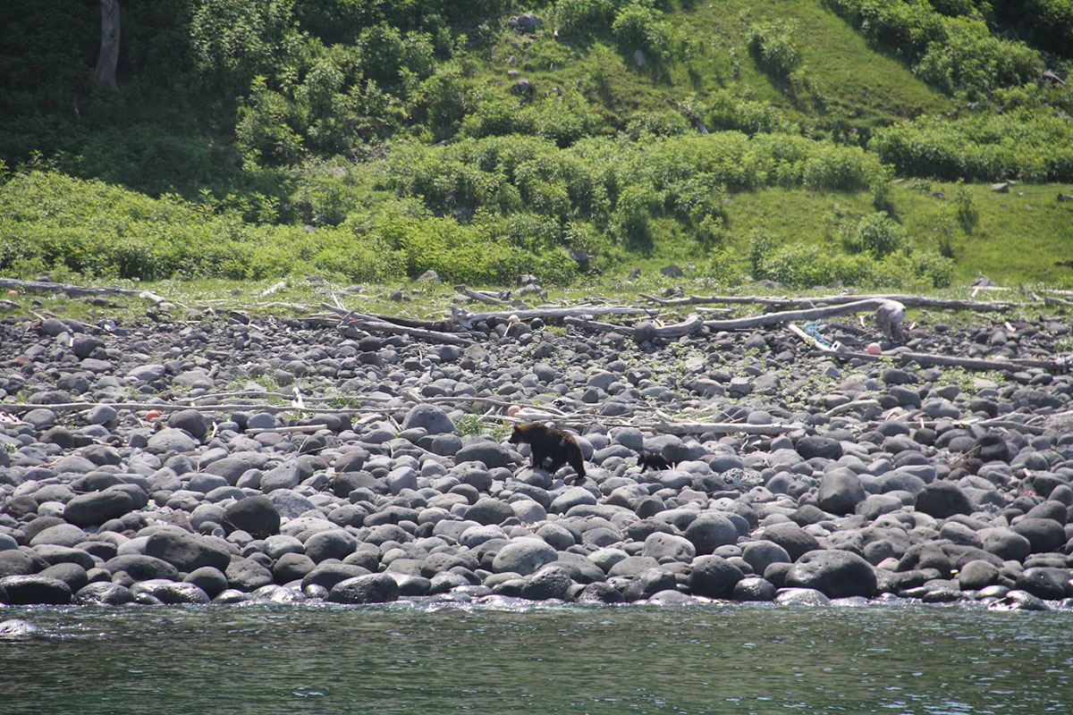 ヒグマ　知床斜里町観光協会提供