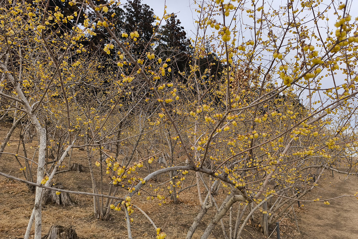 宝登山の蝋梅
