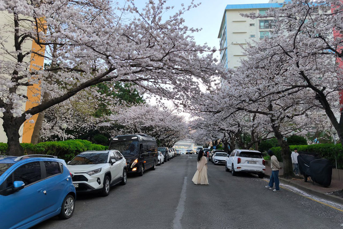 南川洞の桜並木