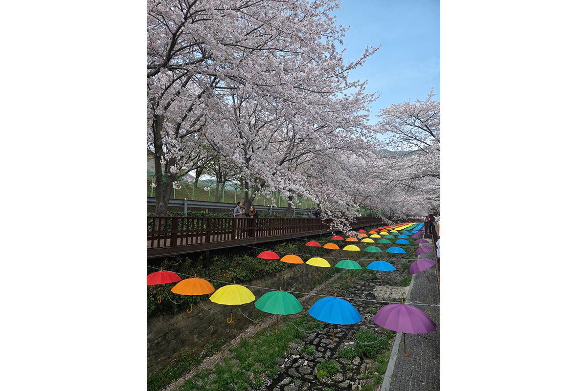 桜の名所余佐川橋