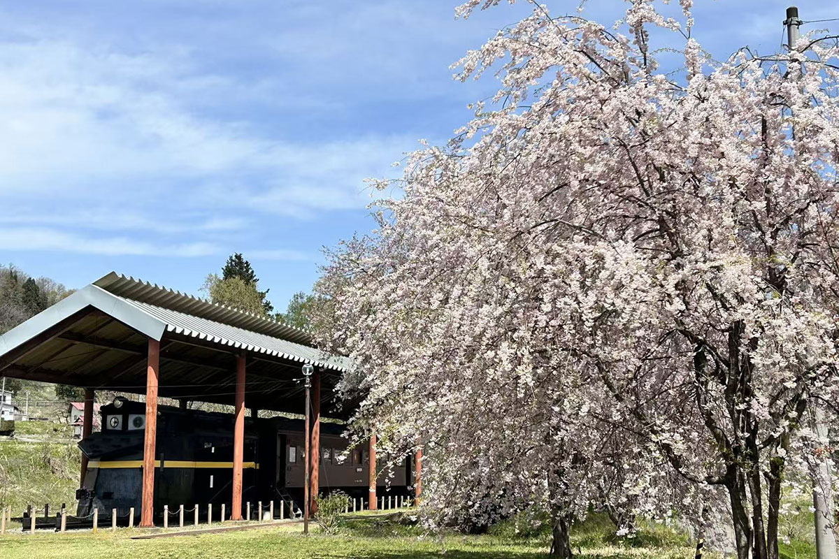 旧熱塩駅と桜
