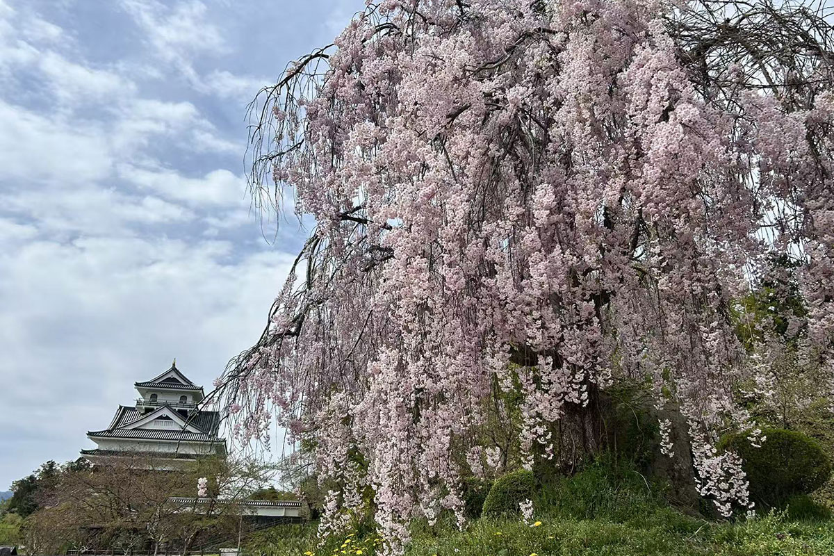 上山城と桜