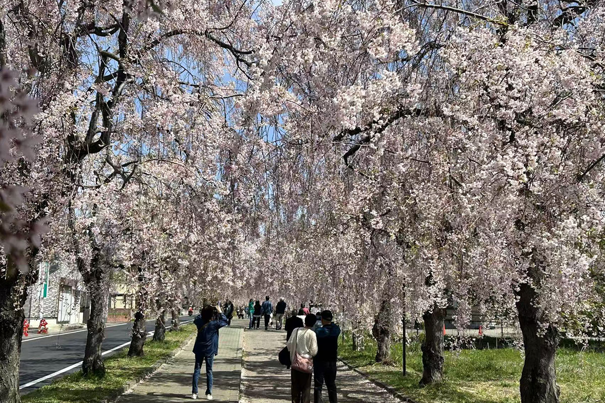 日中線しだれ桜並木　桜のトンネル