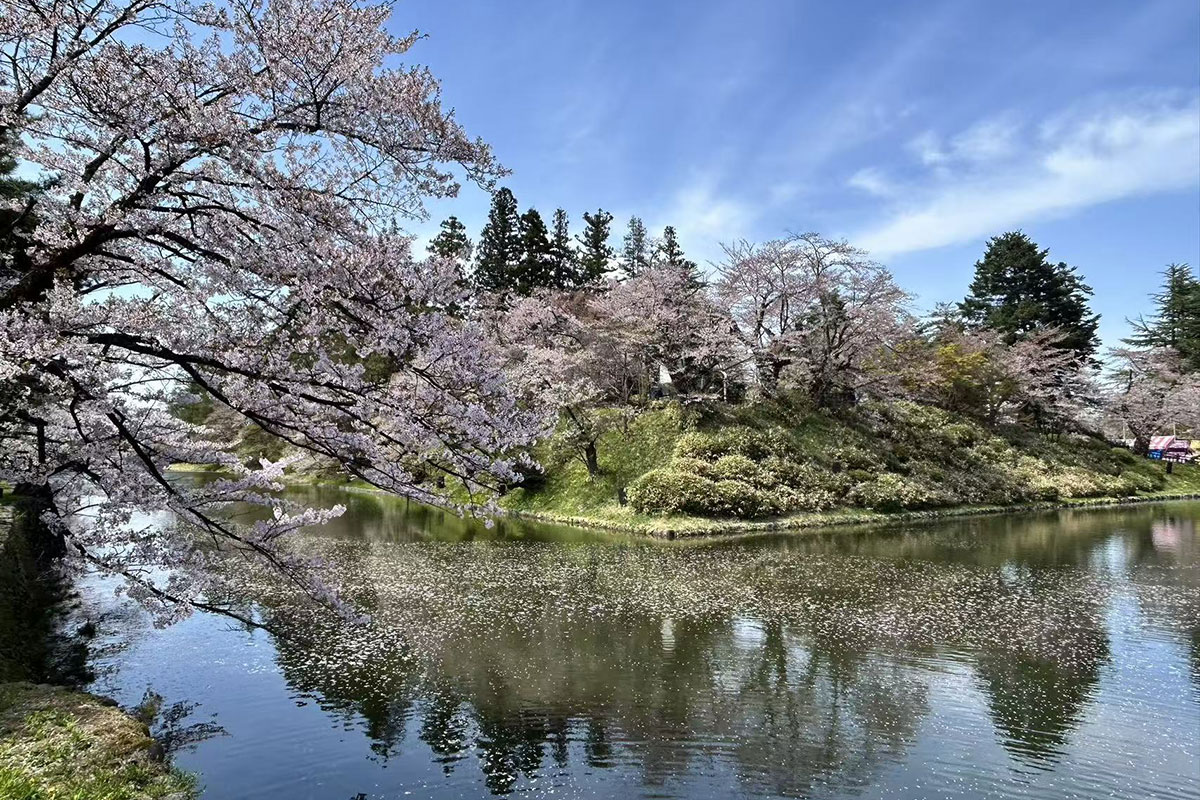 米沢　松ヶ岬公園の桜