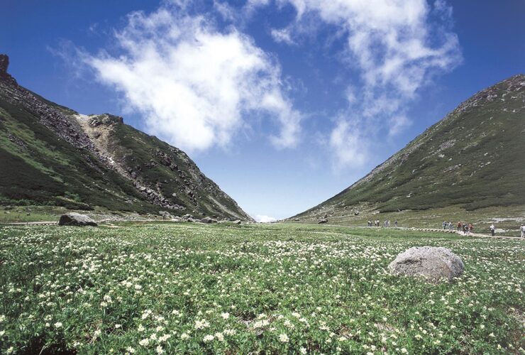乗鞍畳平の花畑（画像提供：飛騨乗鞍観光協会）