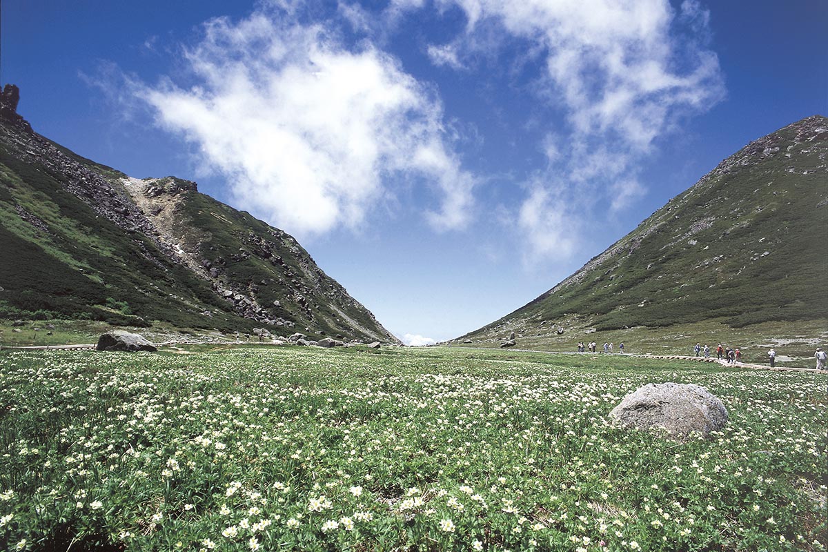 乗鞍畳平の花畑（画像提供：飛騨乗鞍観光協会）