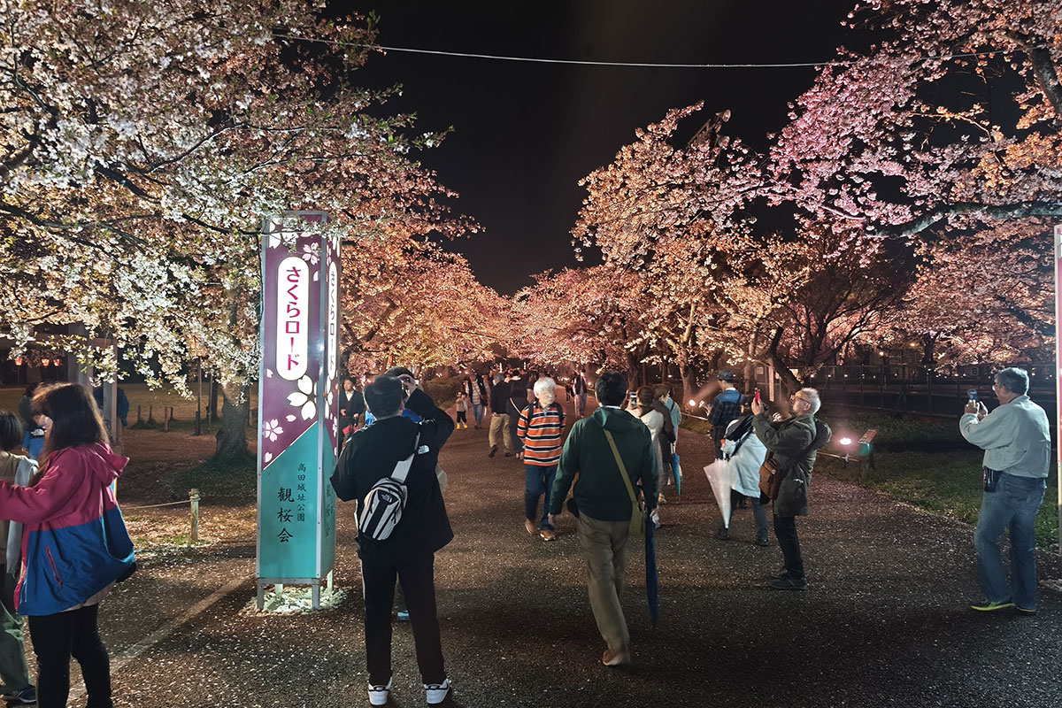 高田城址公園のさくらロード