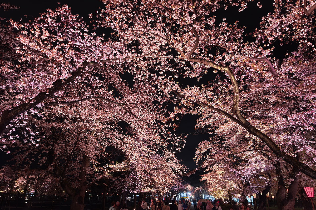 高田城址公園の夜桜