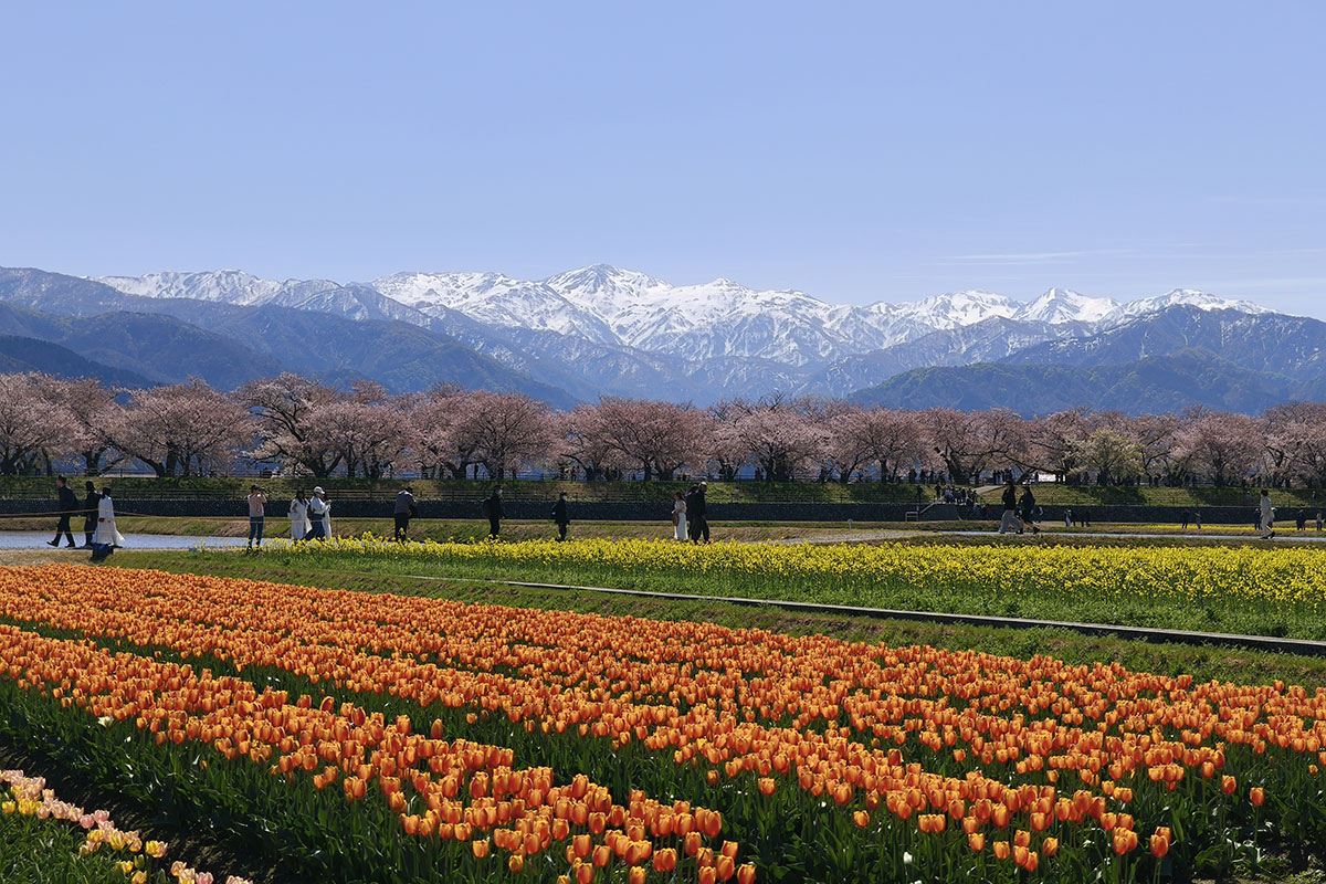 あさひ舟川「春の四重奏」