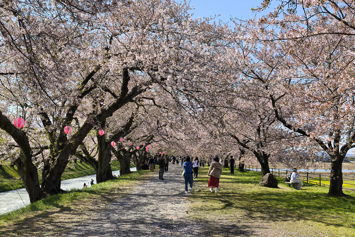舟川沿いの桜並木