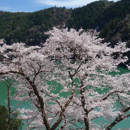 十津川沿いに咲く桜