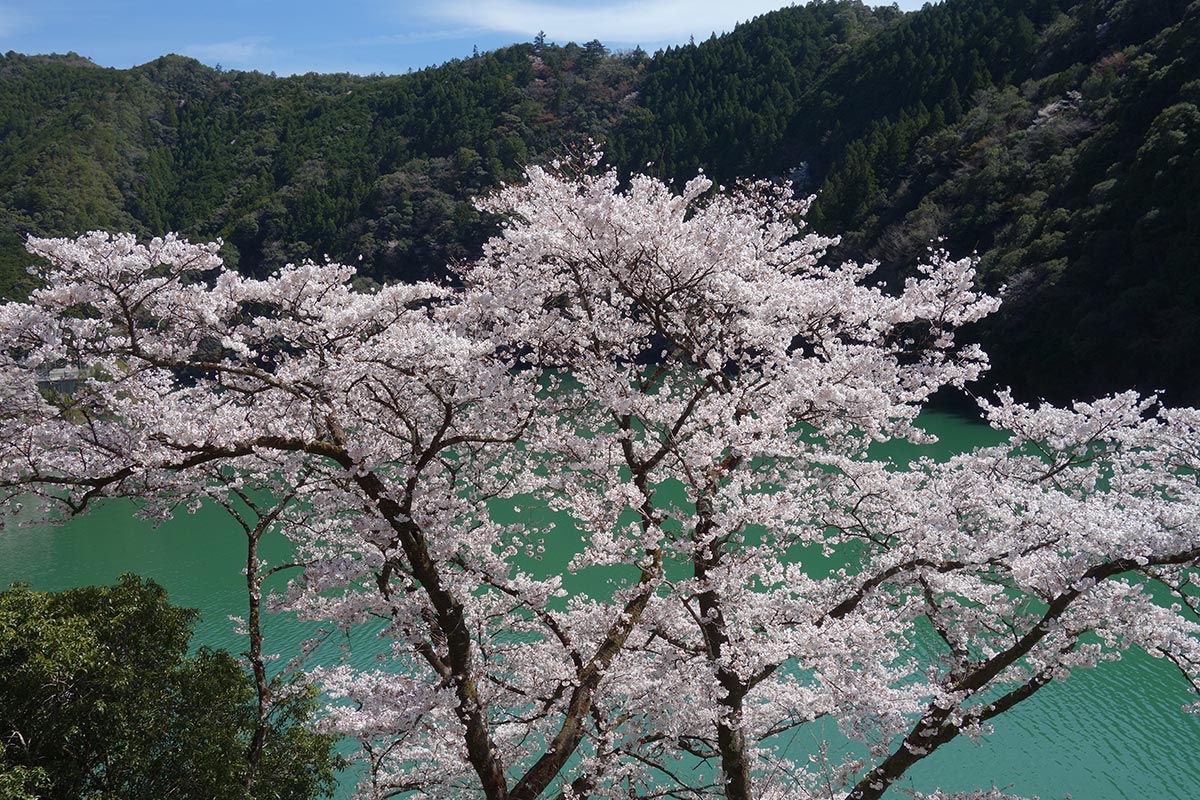 十津川沿いに咲く桜