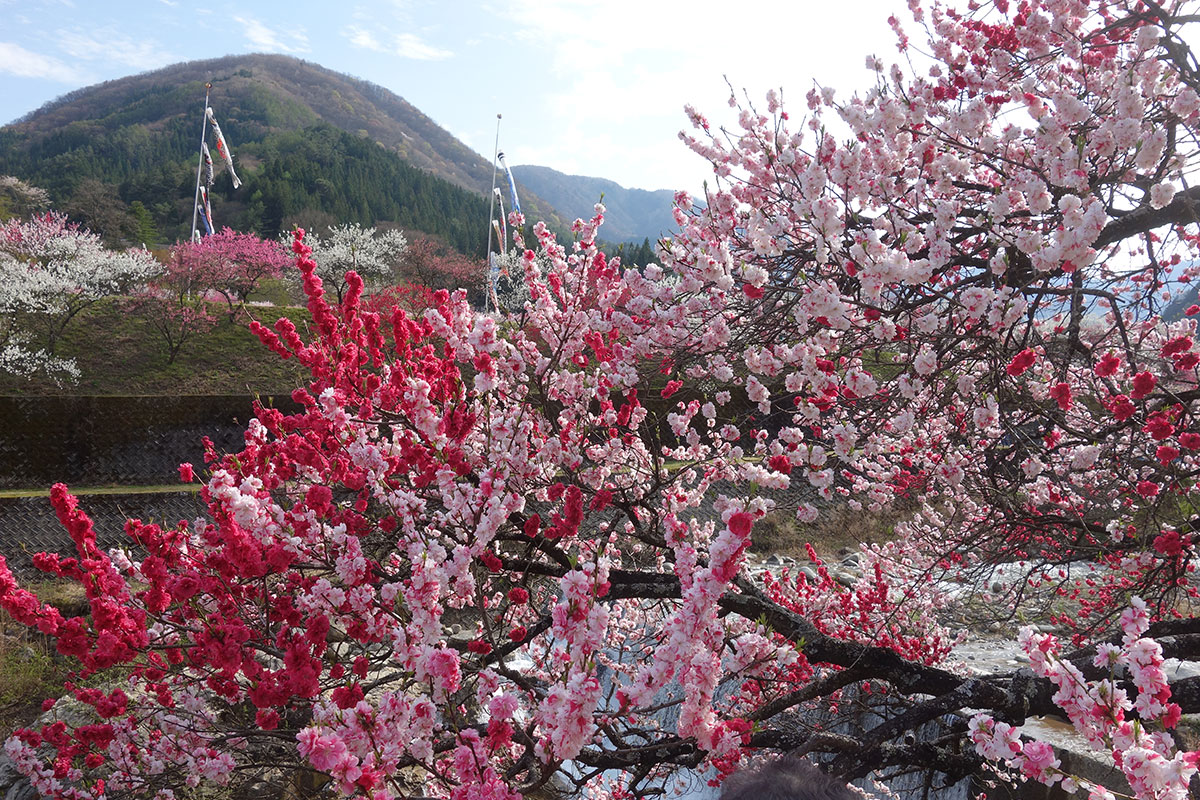 阿智村　花桃の里②