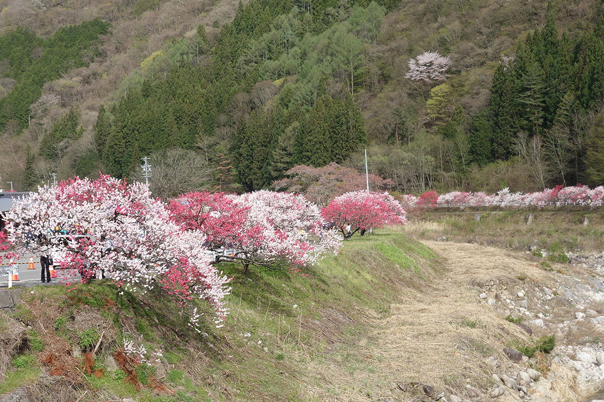 阿智村　花桃の里④