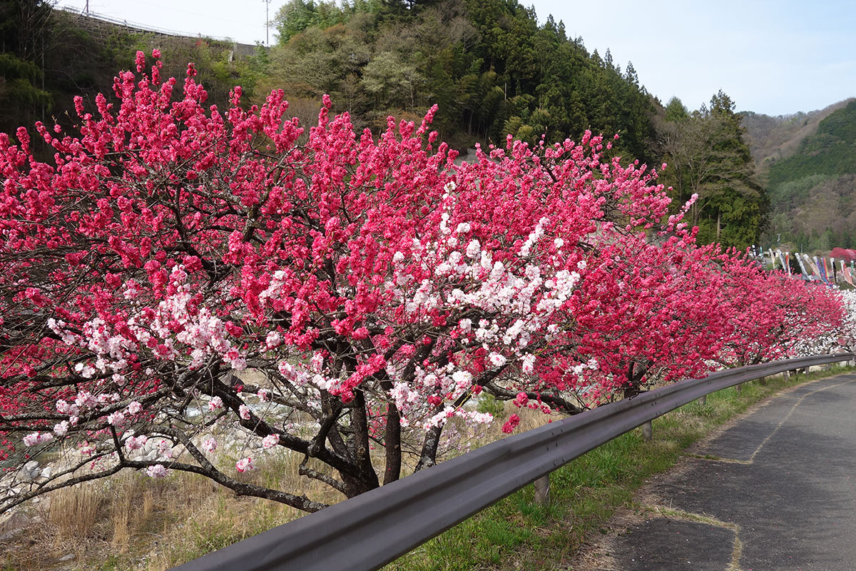 阿智村　花桃の里⑤