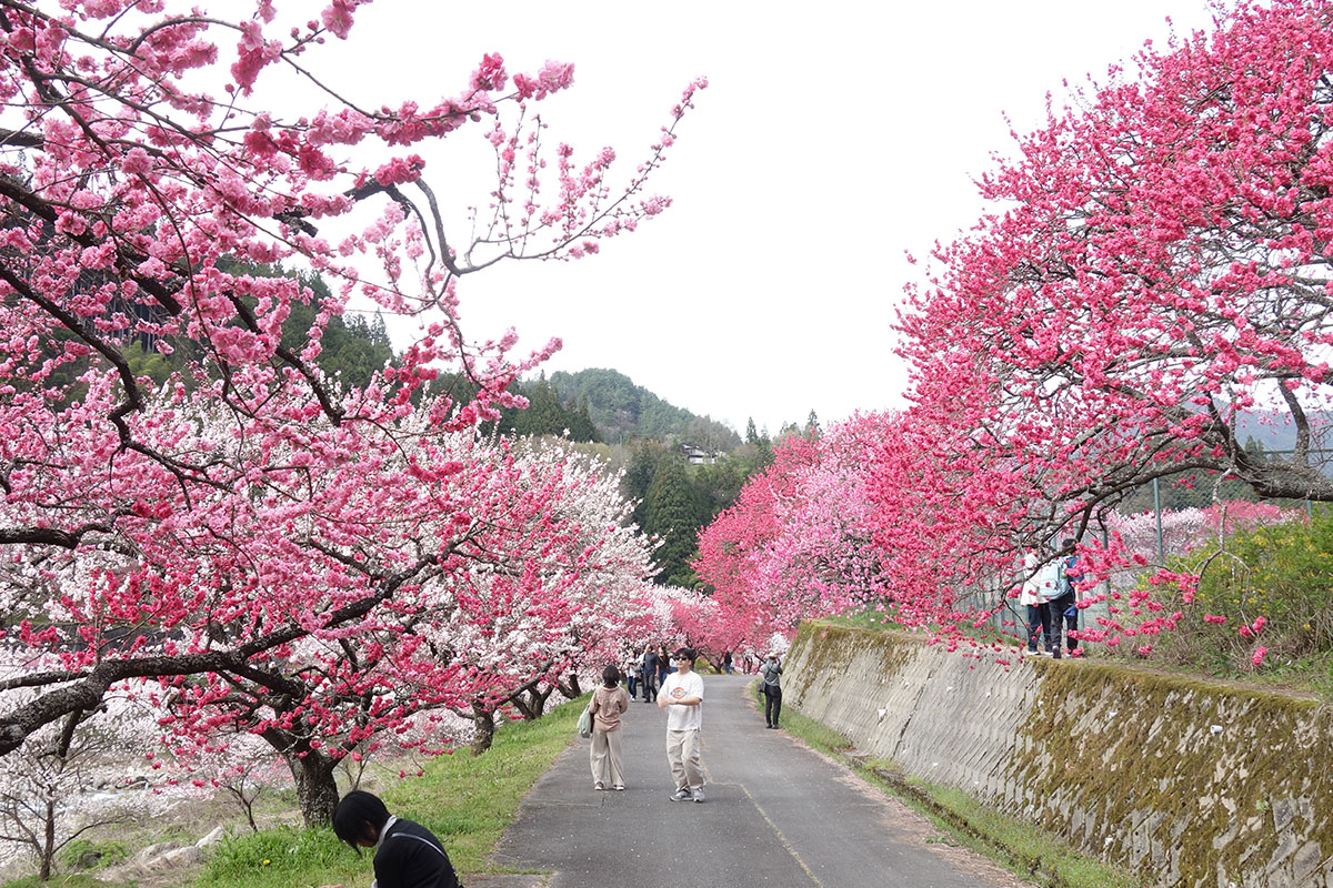 阿智村　花桃の里⑥