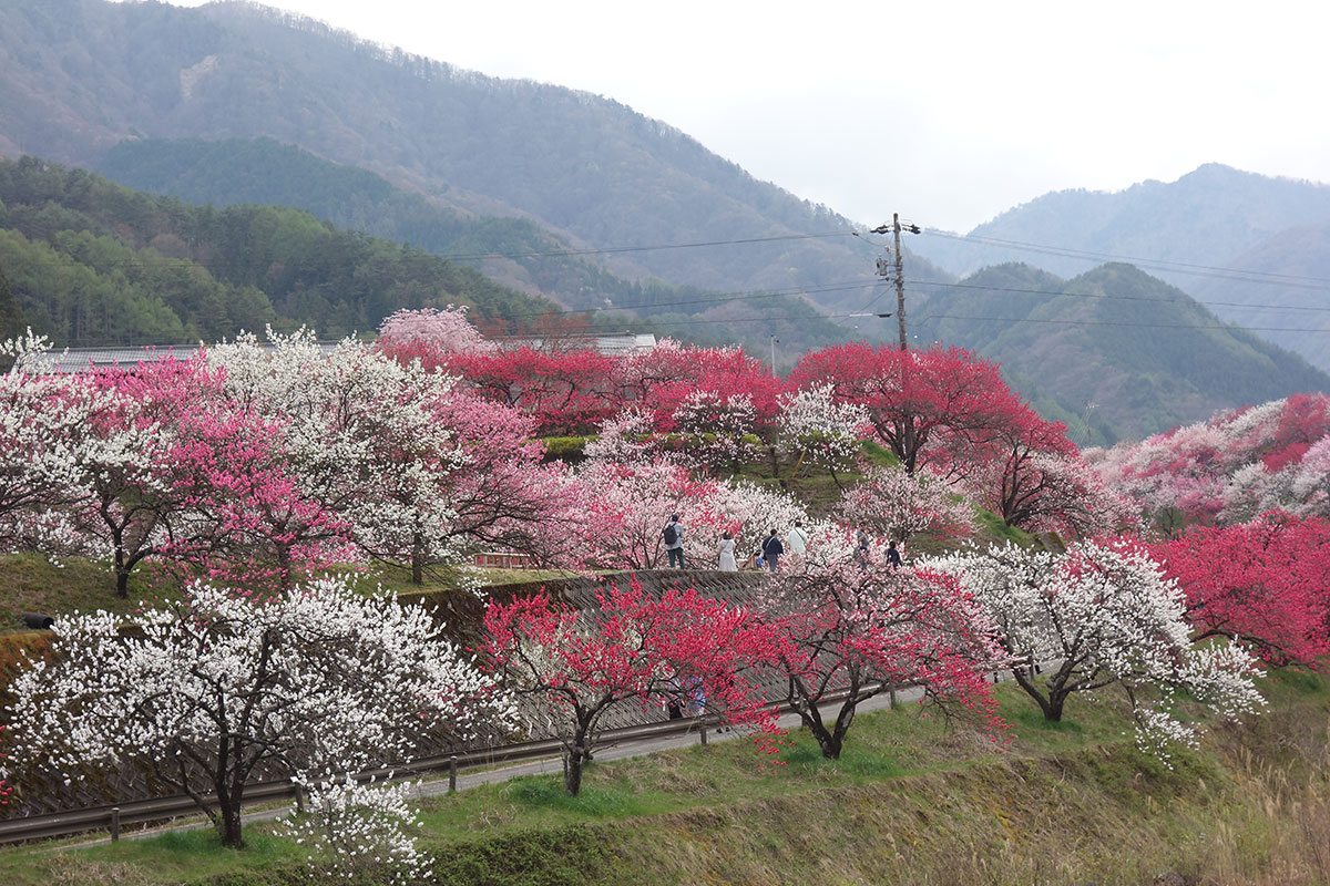 阿智村　花桃の里⑦