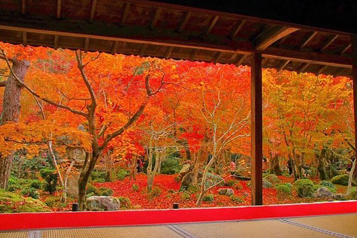 秋の圓光寺