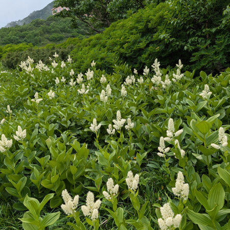コバイケイソウの群生
