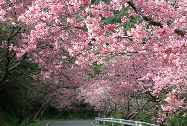 八重岳の桜①　本部町観光協会提供