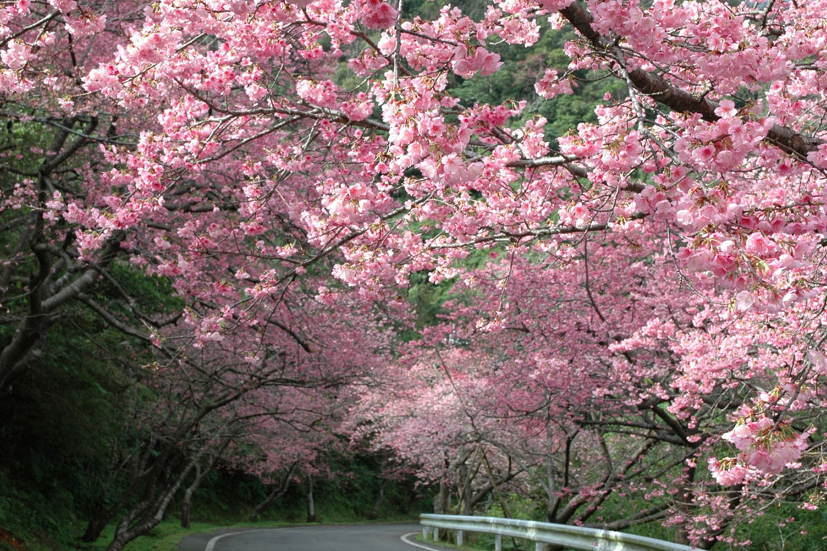 八重岳の桜①　本部町観光協会提供