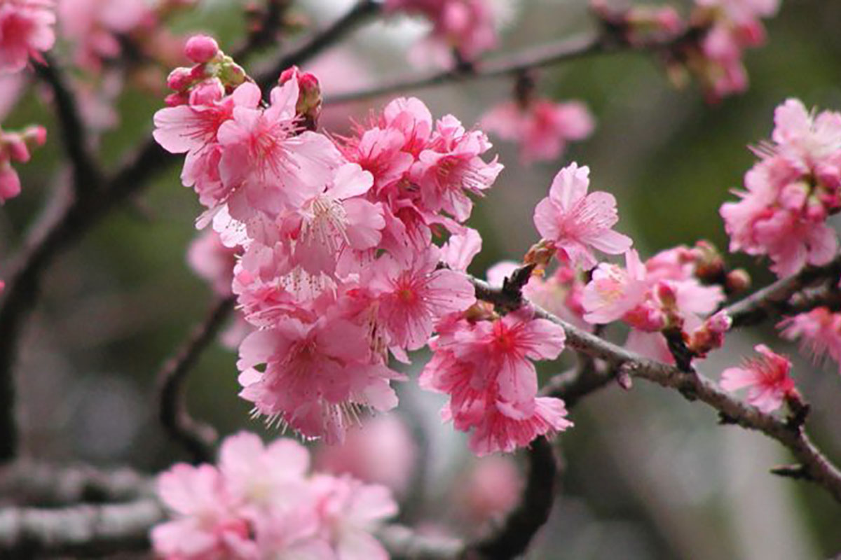 八重岳の桜②も本部町観光協会提供